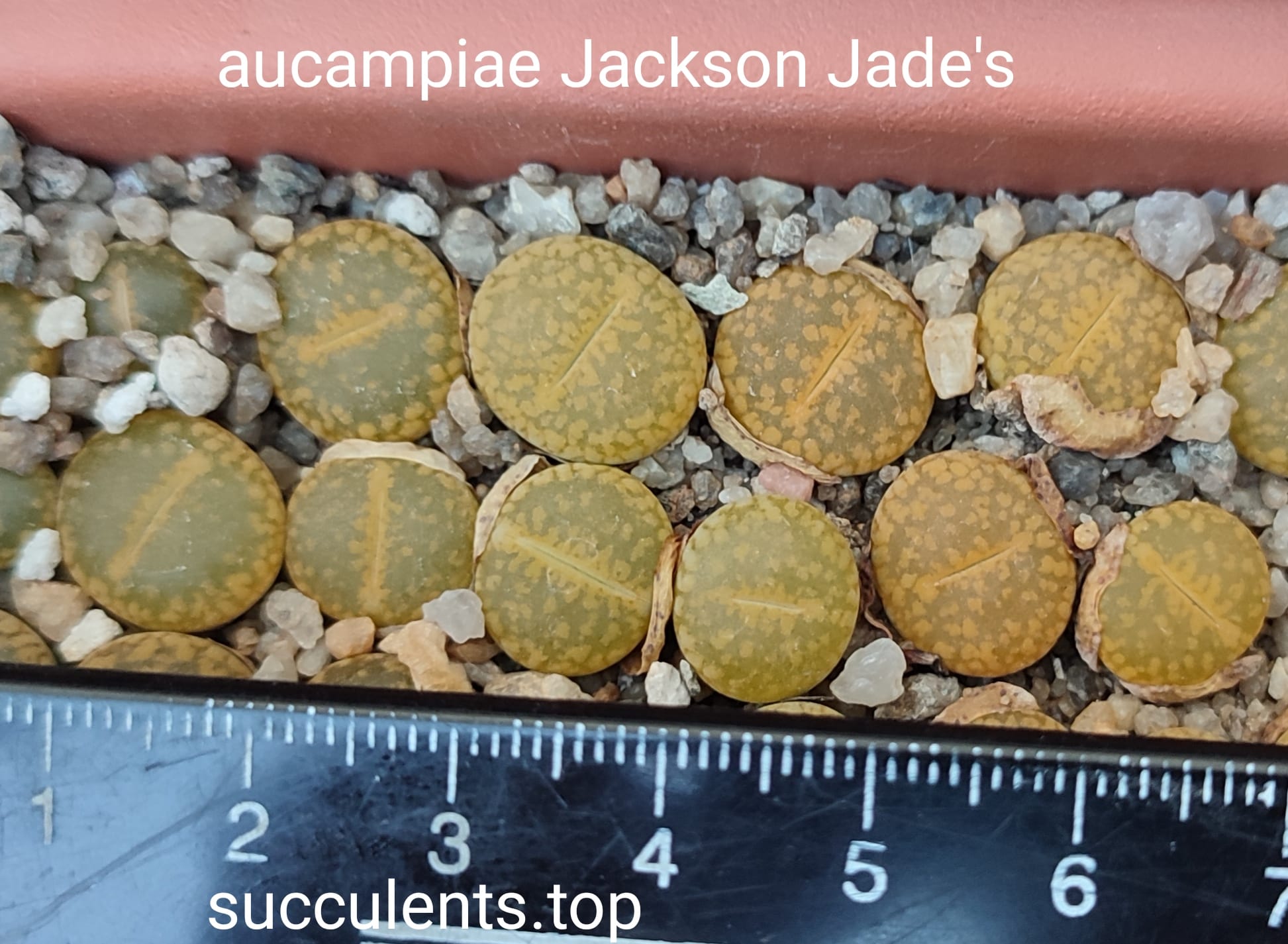 lithops aucampiae Jackson's Jade