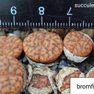 lithops bromfildii C348