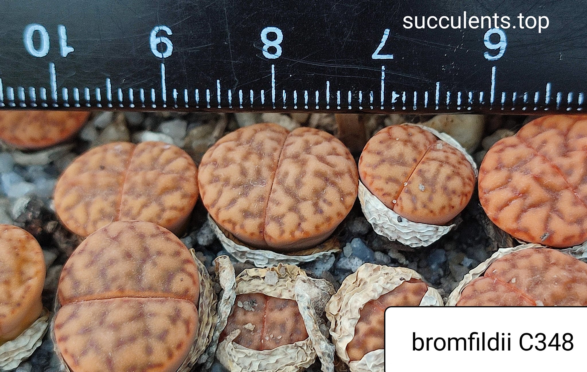 lithops bromfildii C348