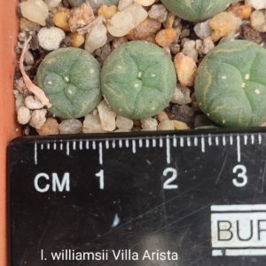 Lophophora williamsii Villa Arista