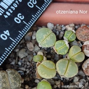 lithops otzeniana Nor