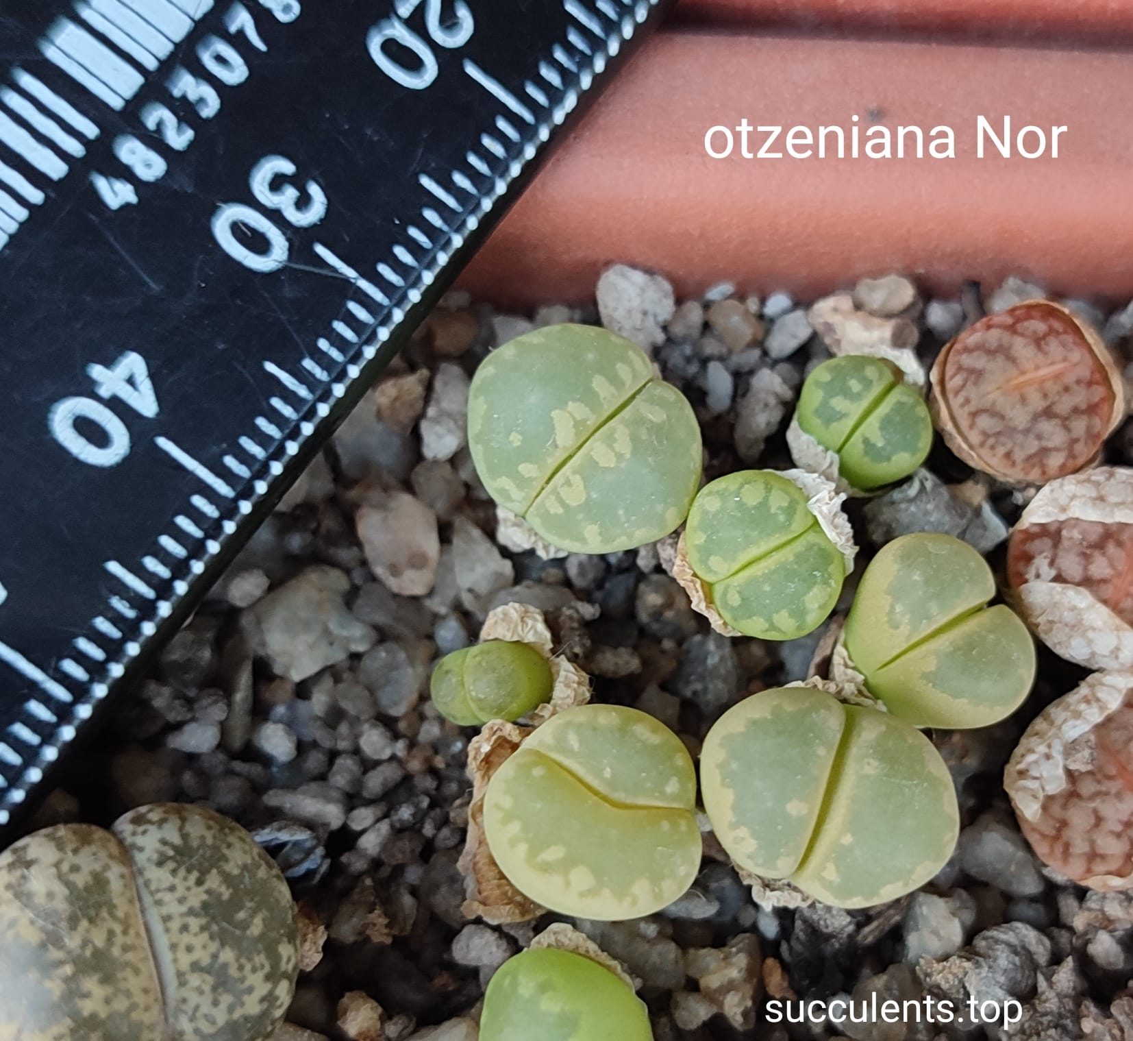 lithops otzeniana Nor