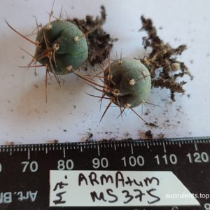 gymnocalycium armatum MS375