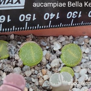 lithops aucampiae Bella Ketty