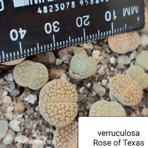 lithops verruculosa cv Rose of Texas (pink flower)