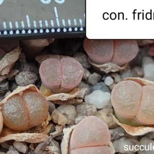 conophytum friedr. Poffader