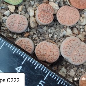 lithops fulviceps C222
