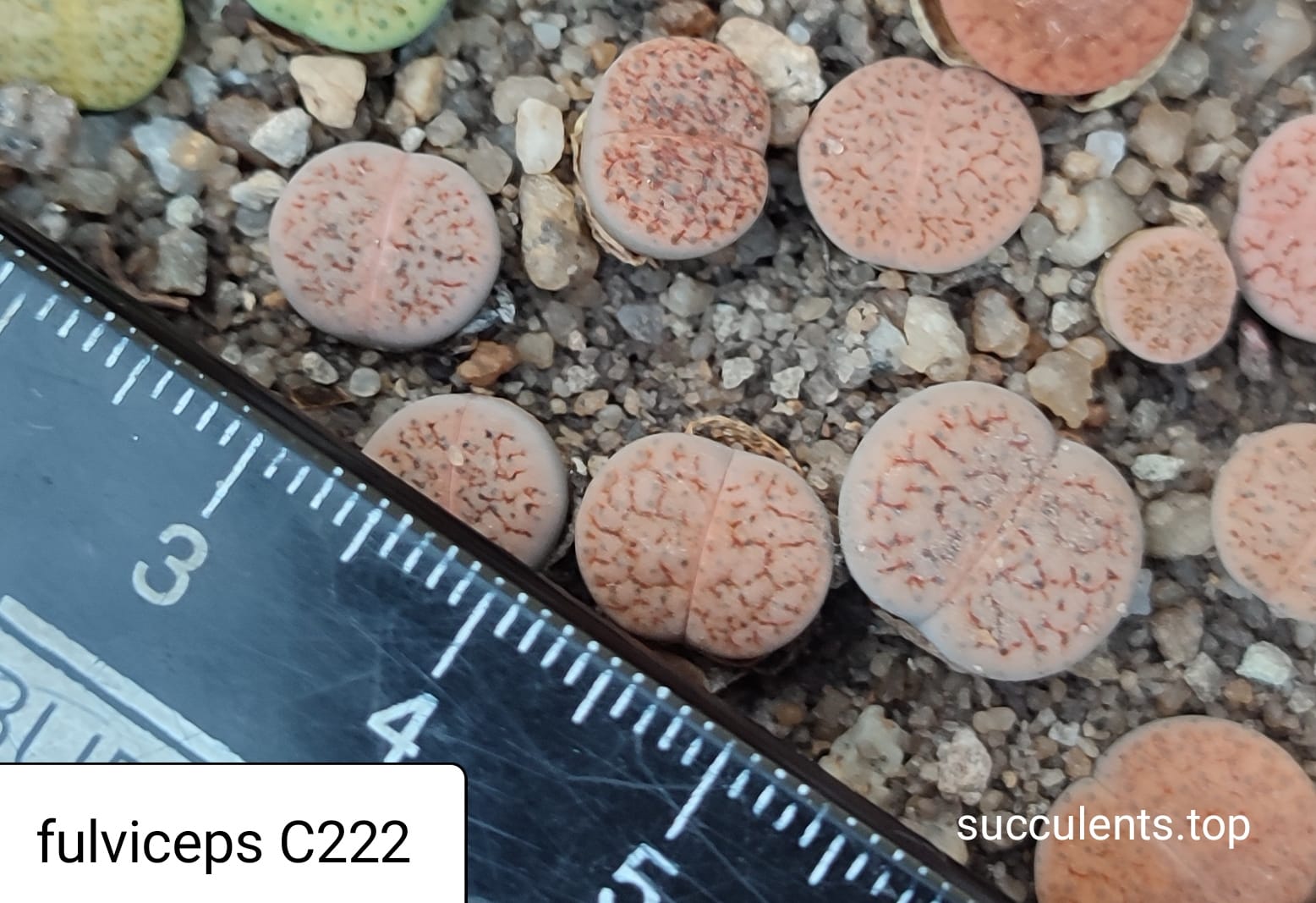 lithops fulviceps C222