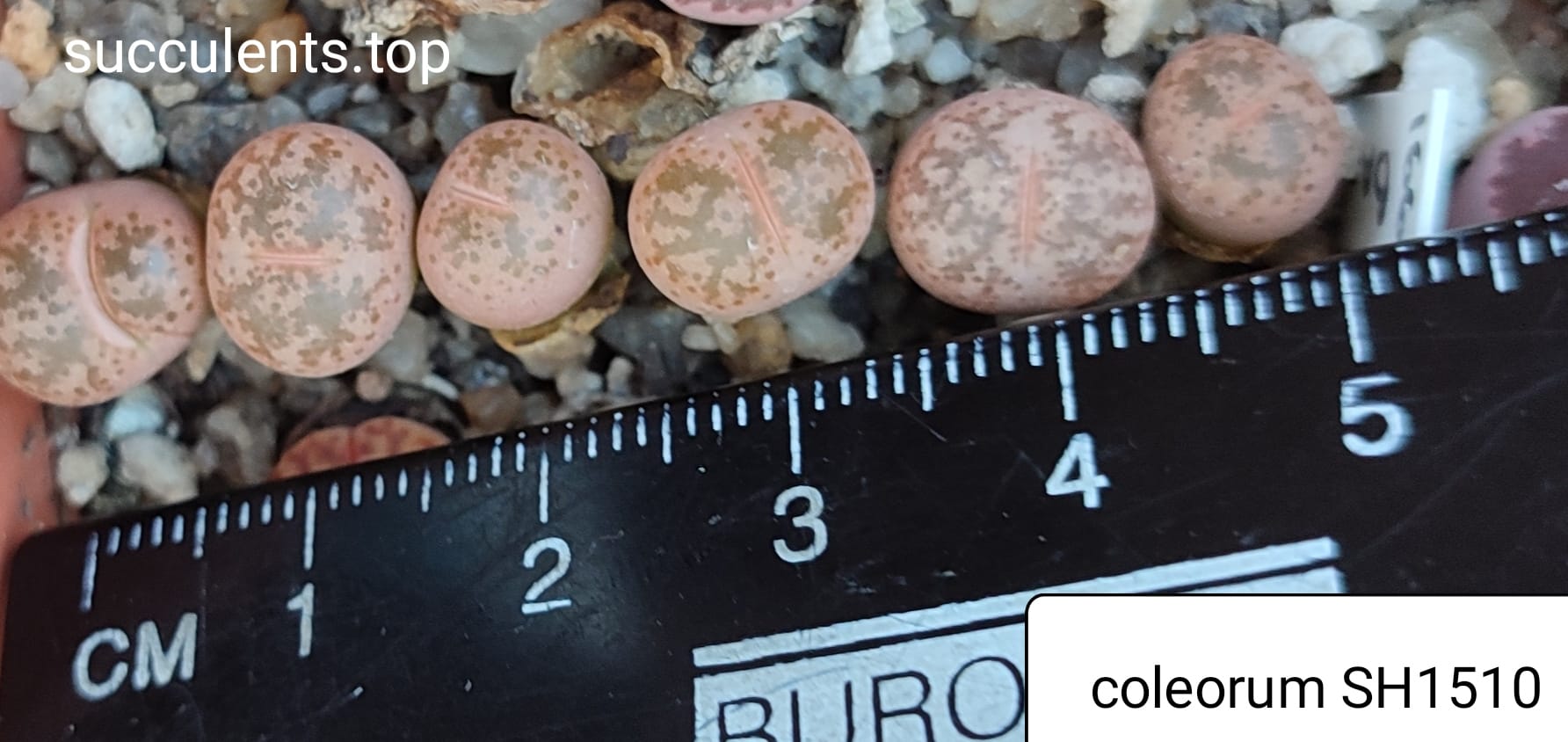 lithops coleorum SH1500