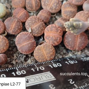 lithops aucampiae L2-77