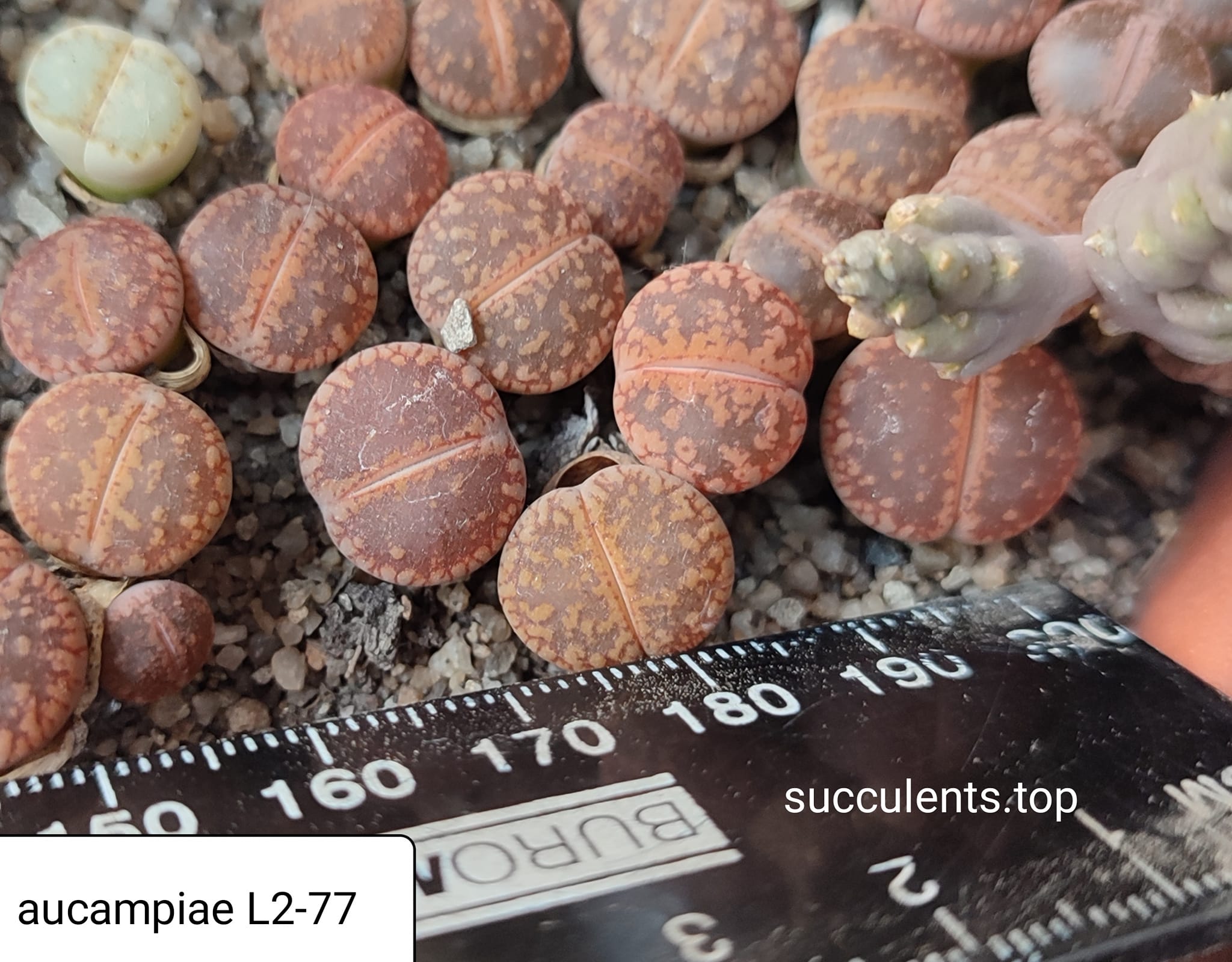 lithops aucampiae L2-77