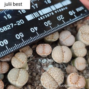 lithops julii Best