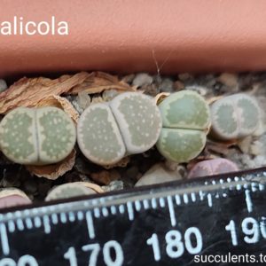 lithops salicola