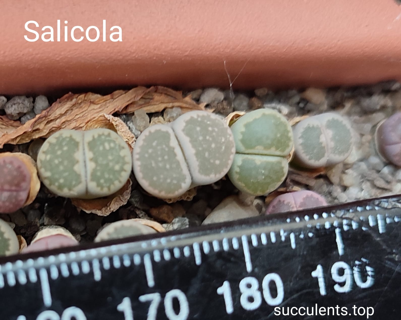 lithops salicola