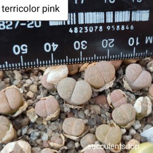 lithops terricolor pink