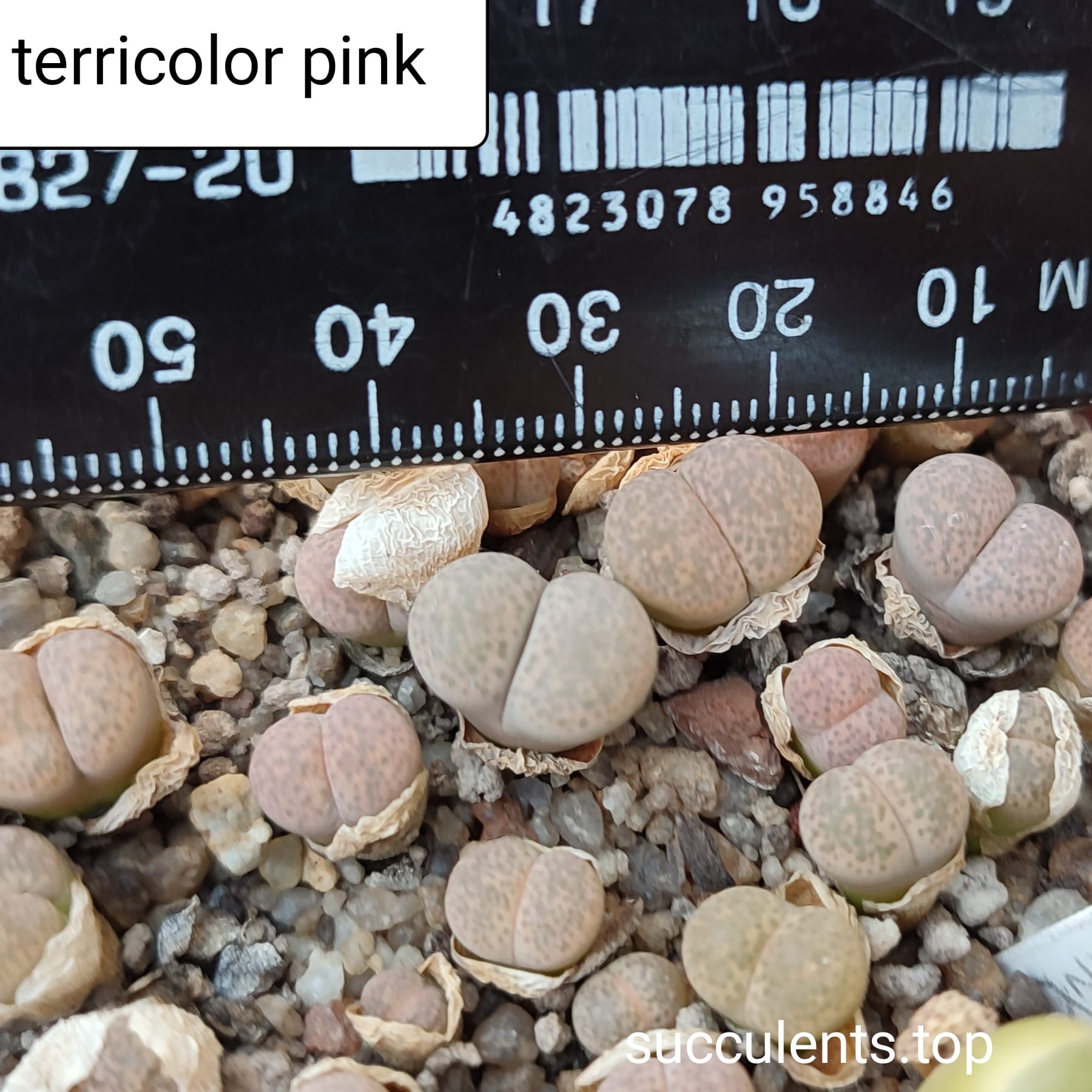 lithops terricolor pink