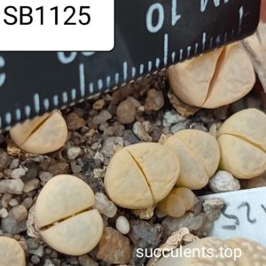 lithops meyeri SB1125