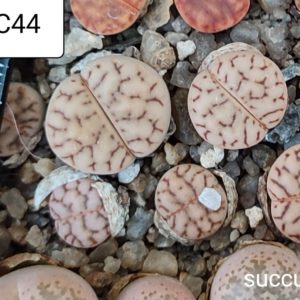 lithops bromfildii C44