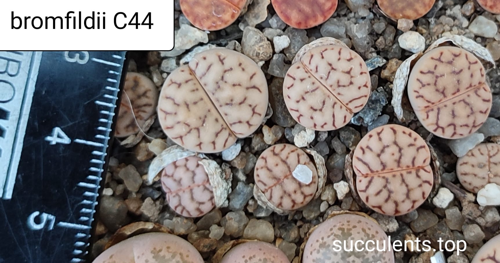 lithops bromfildii C44
