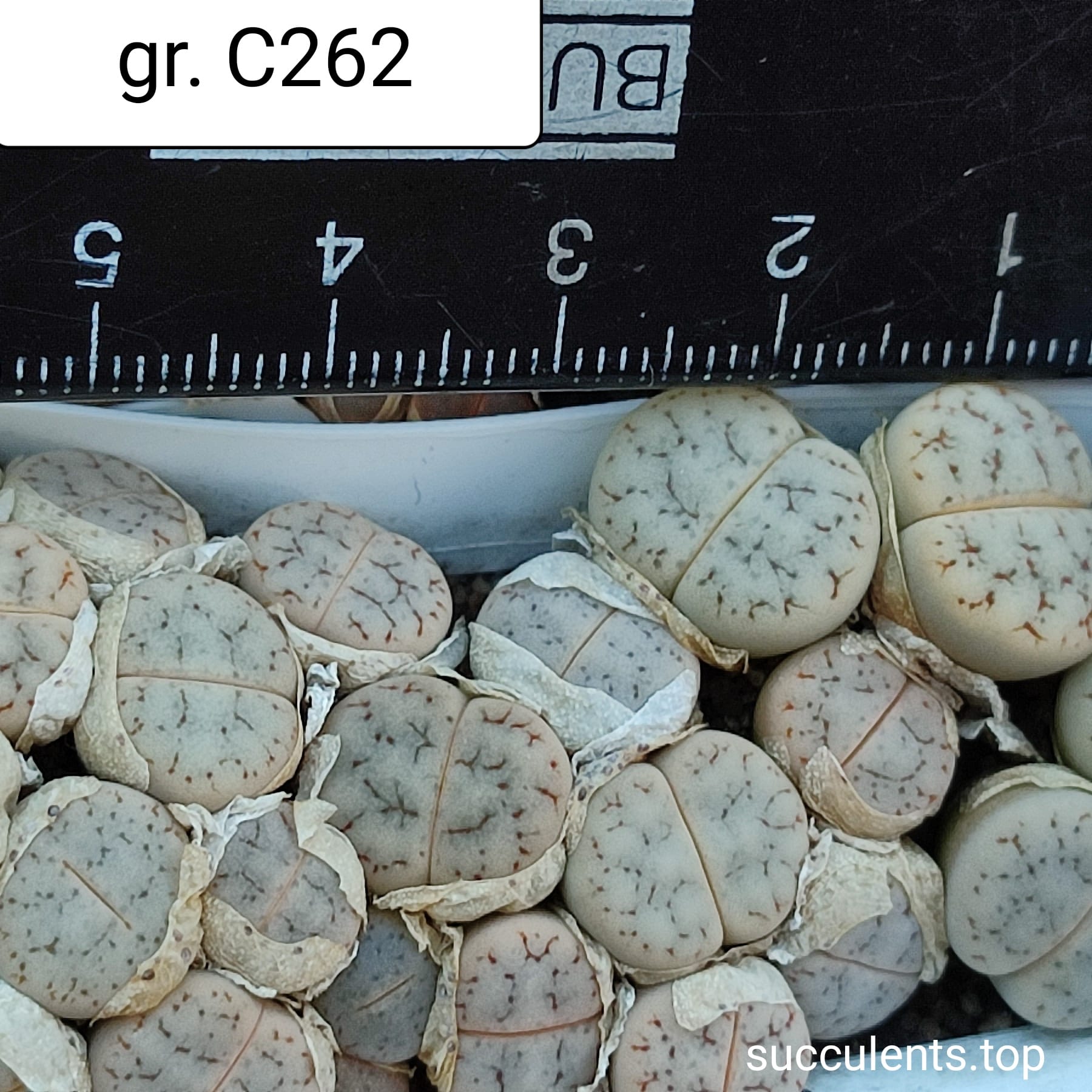 lithops gracilidelineata C262
