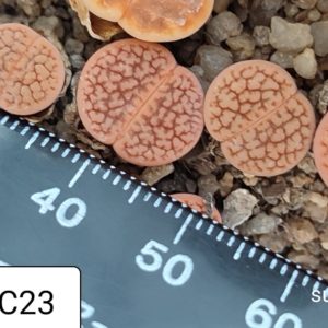 lithops hookeri c23
