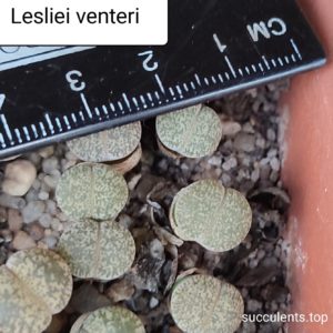 lithops lesliei venteri