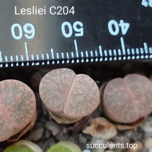 lithops lesliei C204 (red)