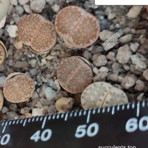 lithops hallii C87