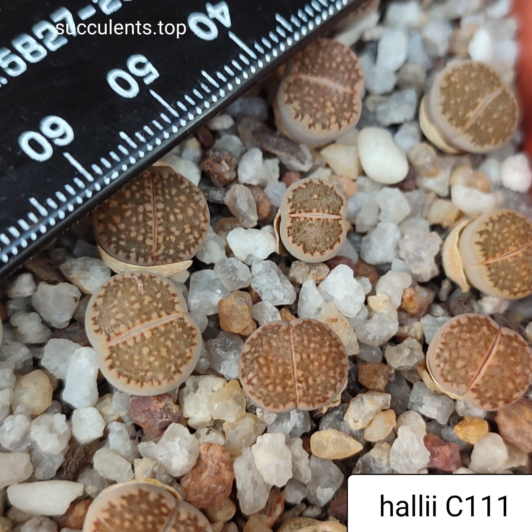 lithops hallii C111