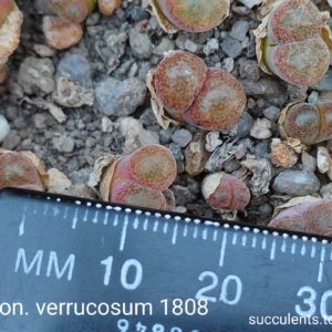 conophytum verrucosum 1808