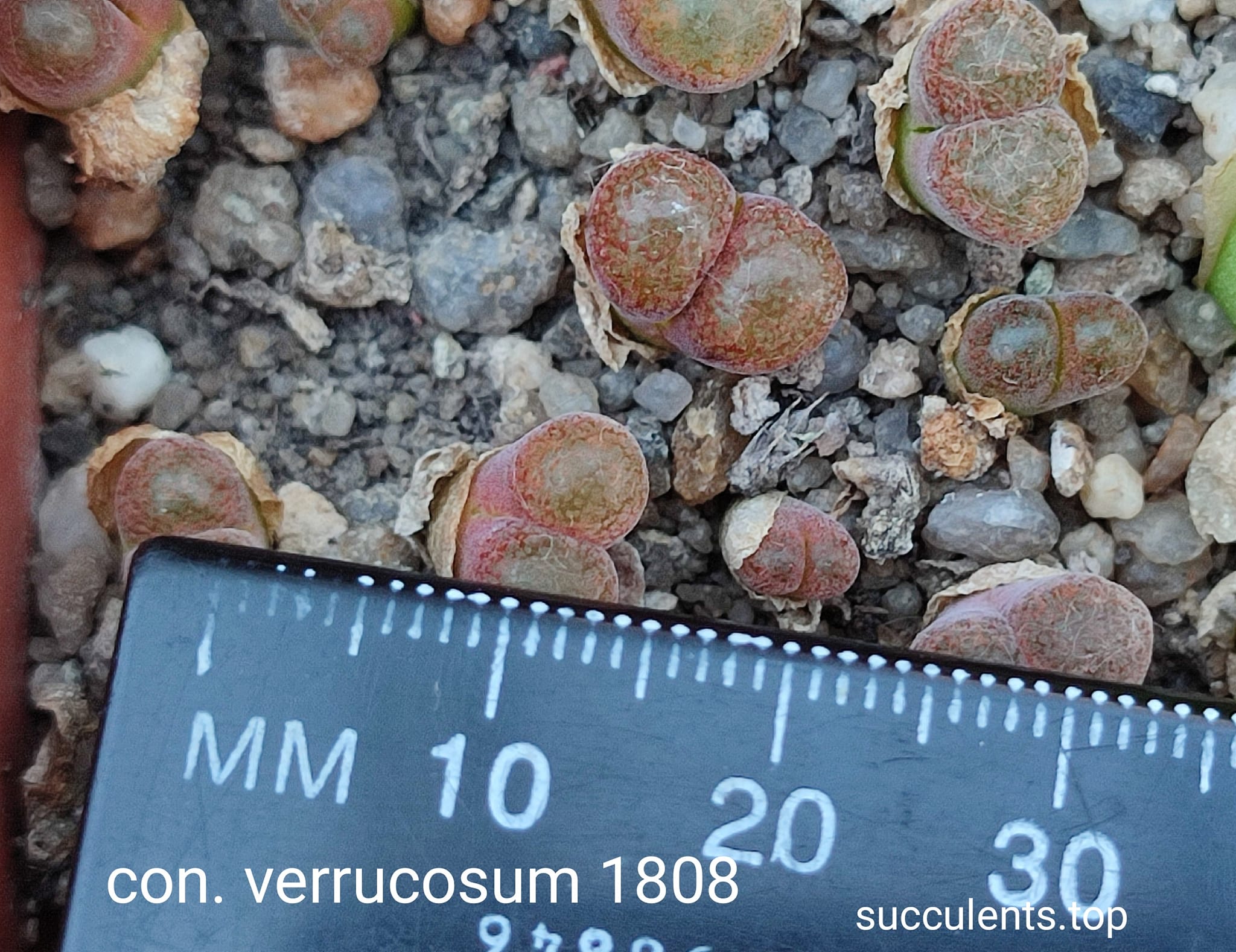 conophytum verrucosum 1808