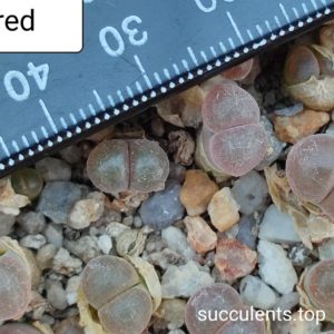 conophytum sp Red