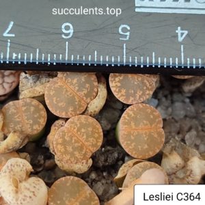 lithops lesliei C364