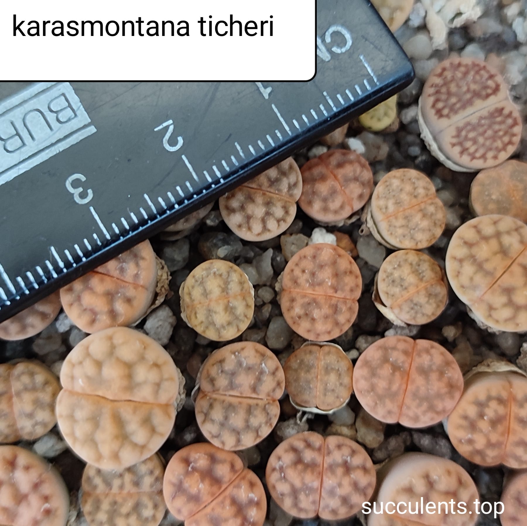 lithops karasmontana ticheri