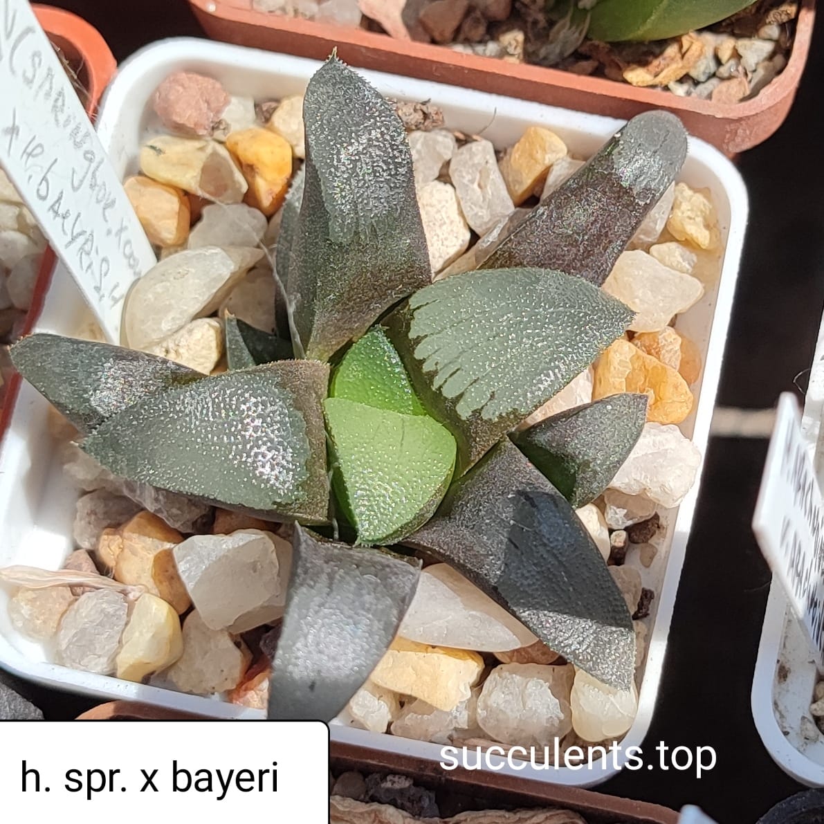 haworthia spr. x bayeri x haw