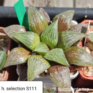 haworthia selection S111