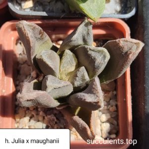 haworthia julia x maughani
