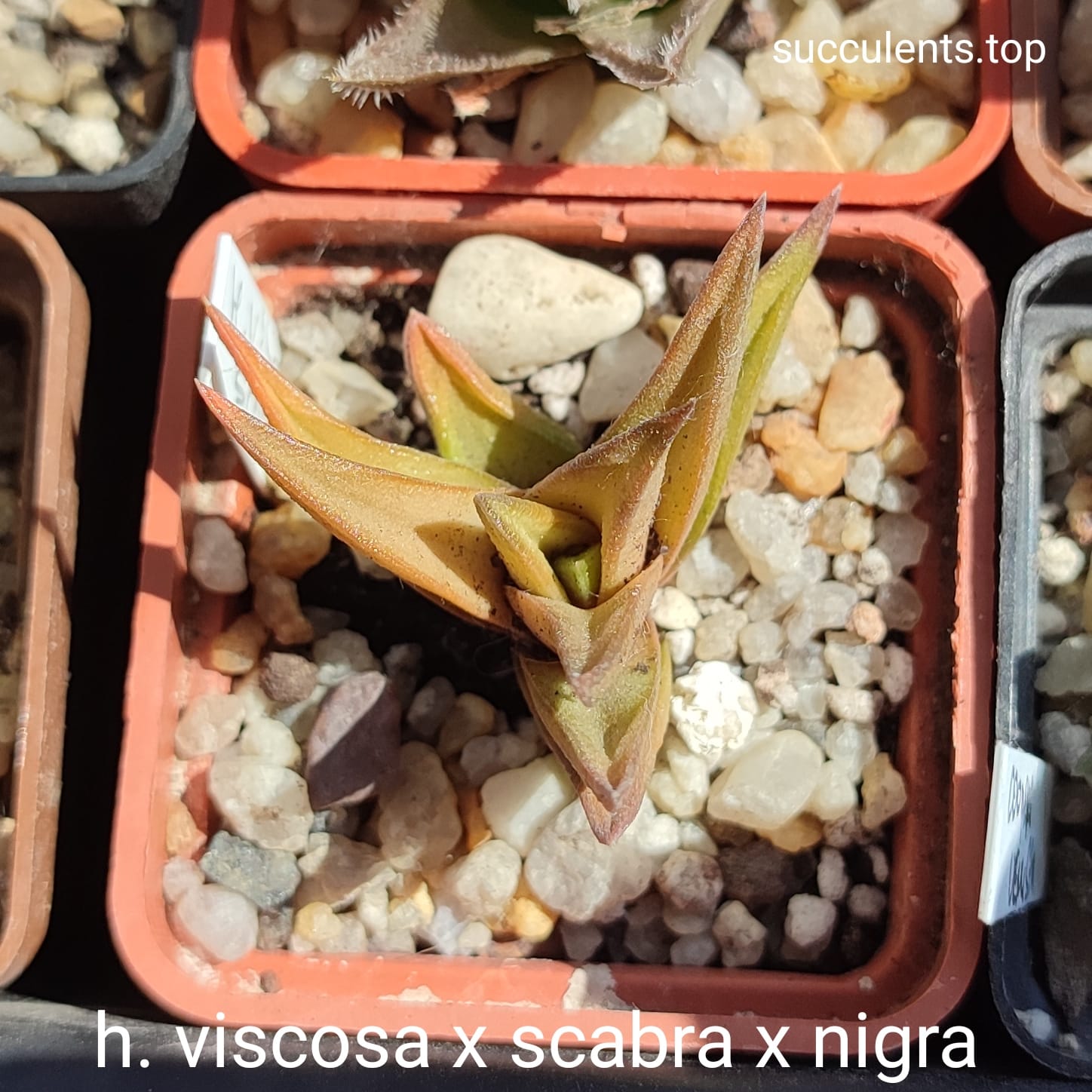 haworthia x scabra x nigra x viscosa