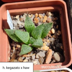 haworthia kegazato x haw