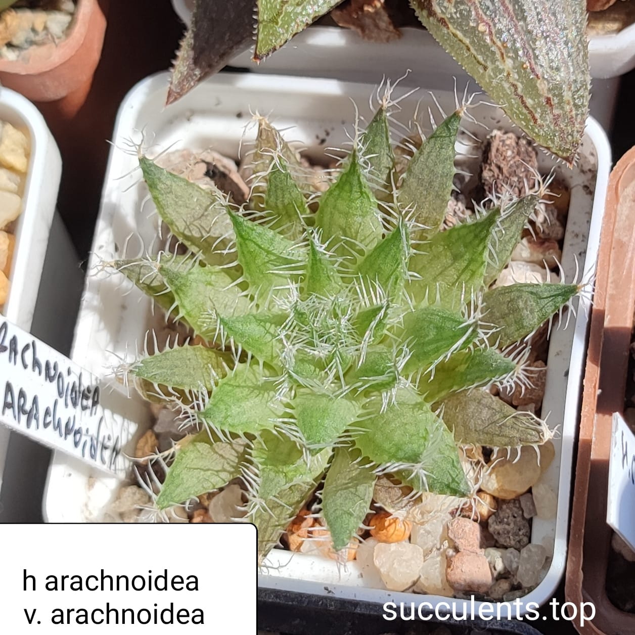 haworthia arachnoidea v. arachnoidea