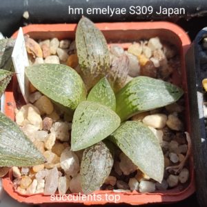 haworthia emelyae Japan S309