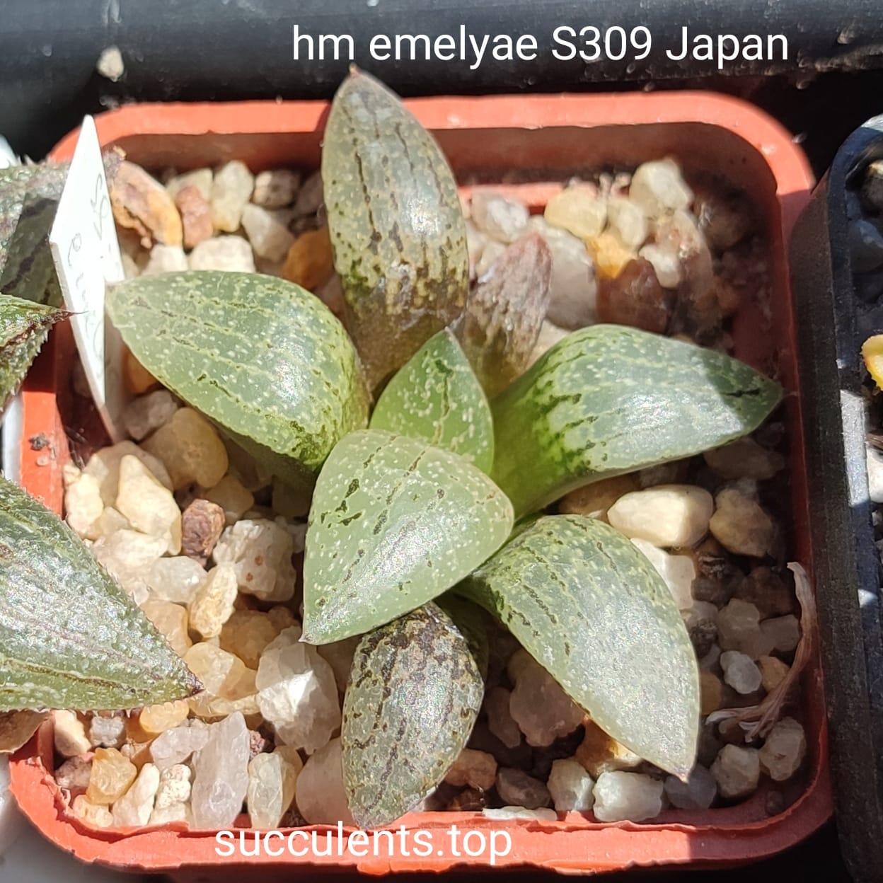 haworthia emelyae Japan S309