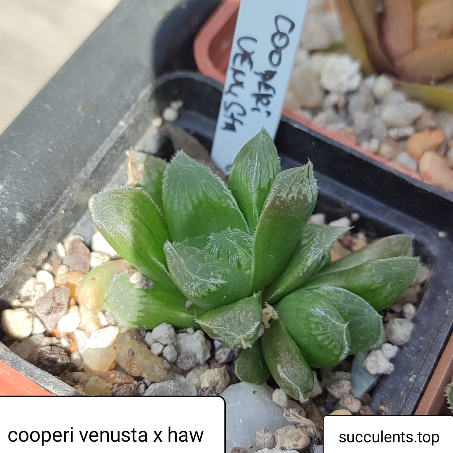 haworthia cooperi venusta x haw