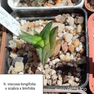haworthia viscosa longifolia x scabra x limifolia