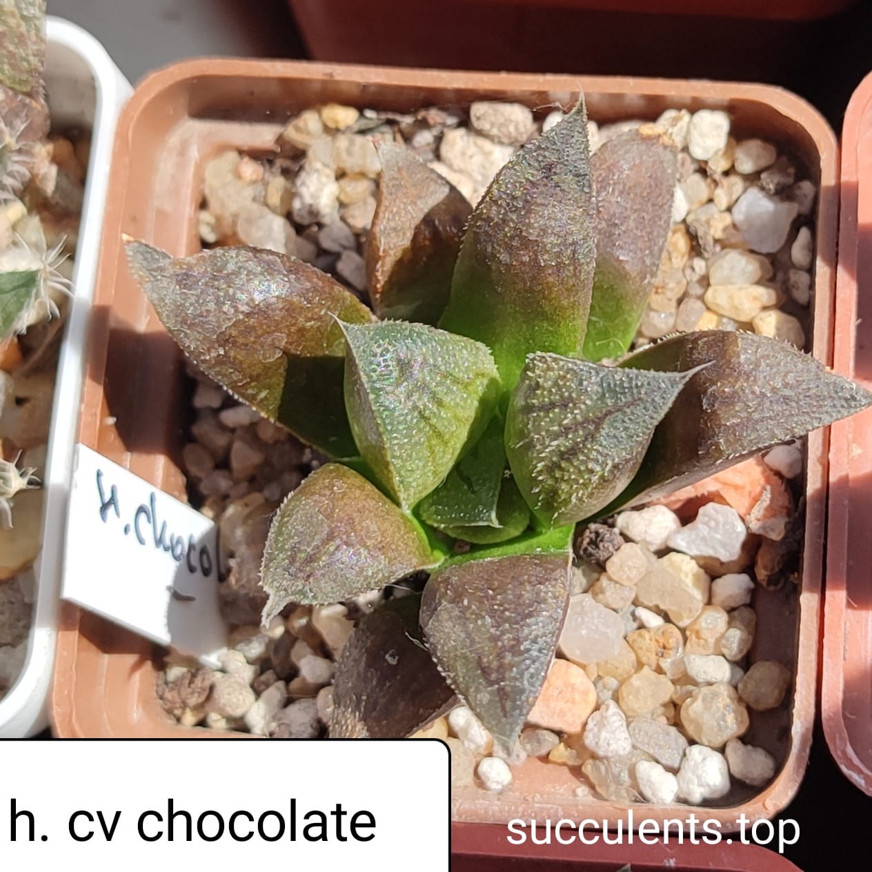 haworthia cv chocolate
