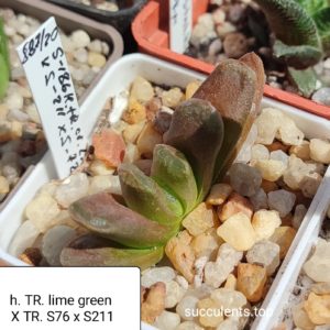 haworthia truncata Lime Green x haw x haw