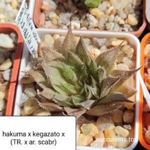 haworthia hakuma x kegazato x haw