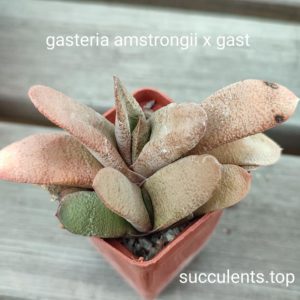 gasteria amstrongii x gast