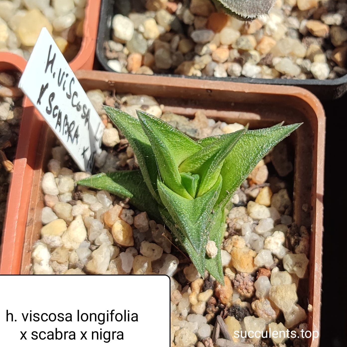 haworthia scabra x nigra x haw