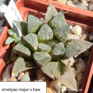 haworthia emelyae major x haw